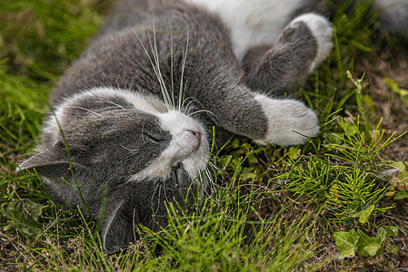 躺在草地上的可爱猫咪图片