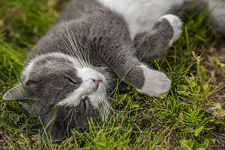 可爱的猫睡在草地上图片