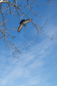 鸽子坐在树枝上荒野野生动物翅膀自由照片白色鸟类城市动物羽毛图片
