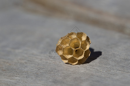 对黄蜂巢的六边木纤维结构进行中等宏观研究;图片