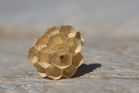 无人居住的小黄蜂巢 含有3个黄蜂蛋 宏观图像图片