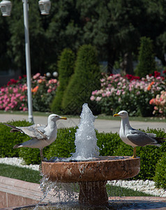在一个玫瑰园的喷泉边 有海鸥蓝色天空动物航班野生动物花园翅膀羽毛荒野玫瑰图片