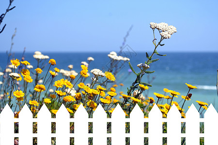 白栅栏在海边背景上 用野花混在一起图片