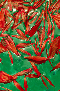 漂浮在绿色液体上的红色花瓣图片