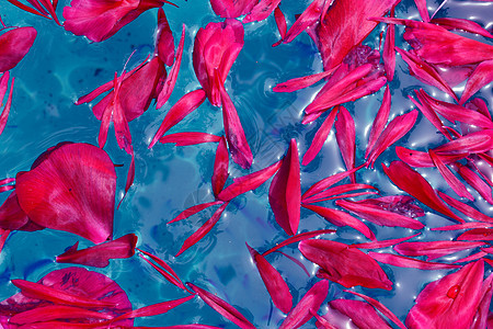 牡丹花瓣漂浮在蓝色的水面上图片
