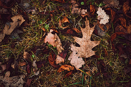 秋季 寒冷天气和秋季的地面干叶红色橙子黄色树叶叶子森林季节植物绿色棕色图片