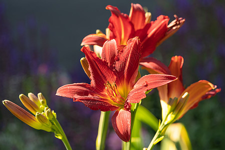 白日百合 赫梅罗卡迪斯生长植被风景花园花坛季节宏观萱草植物群花艺图片