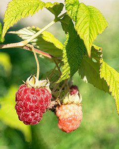 草莓 鲁布斯伊达乌斯图片