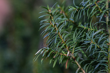 在阳光明媚的白天 树枝上有绿叶子植物学植物群环境生态生活背景森林自然边界花园图片