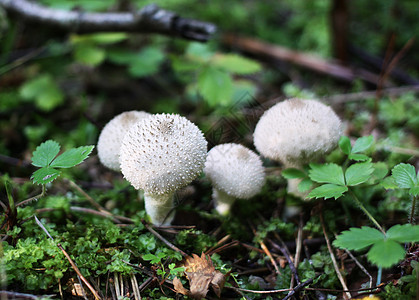 一群美丽的蘑菇苔藓摄影帽子季节殖民地菌类植物危险植物群团体图片