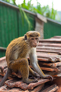 一群猴子在垃圾场翻滚旅游寺庙建筑动物动物园猕猴公园丛林房子团体图片