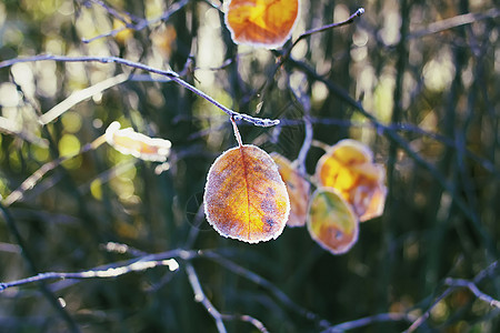 秋天公园里的第一场霜 十一月的清晨 雾凇湿枝宏观植物水晶季节叶子天气磨砂树叶冻结森林图片