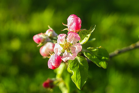 乡村春天的苹果树开花露天宏观花园花瓣晴天蓝天水果果园植物学植物季节图片
