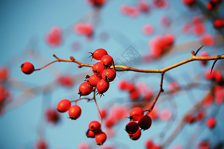 带浆果的阳光季节荆棘玫瑰天空蓝色树枝宏观食物叶子图片