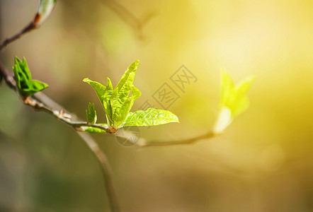 春林的树枝上有绿芽生态叶子植物群枝条环境季节太阳晴天植物学植物图片