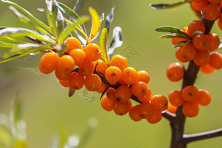 秋天公园的橙色海鲜浆果分店 季节性白莓收成灌木季节植物沙棘果园生长橙子叶子宏观植物群图片