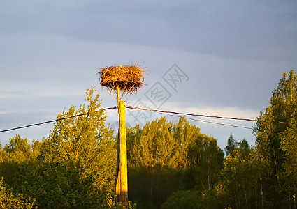 电线杆上的鸟巢图片