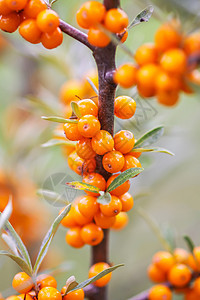 秋天公园的橙色海鲜浆果分店 季节性白莓收成橙子植物叶子灌木衬套食物果园季节宏观农业图片