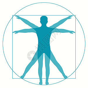 维特鲁威马圆圈生理身体蓝色生物学艺术医疗科学绘画男性图片