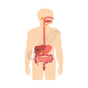 人体解剖学消化系统消化身体冒号解剖学图表食管插图器官胆囊科学图片