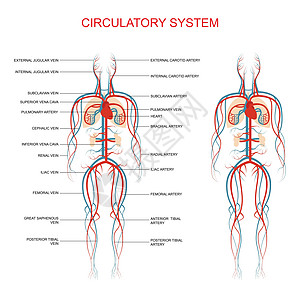 循环系统人体血液动脉医疗图表心脏病学解剖学科学器官健康静脉身体插图图片