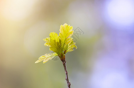 年轻的橡树枝在早春在森林里阳光晴天叶子植物学生长季节植物花园橡木植物群图片