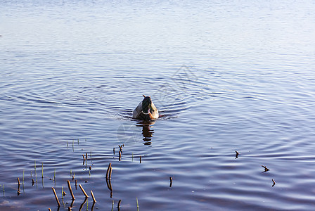 白鸭在日光下河面游荡 在东欧的春天风景游泳伙伴日落动物水坑漂浮野生动物公园反射水禽图片