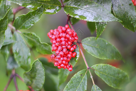 普通的红色大莓 红纤维老浆果 在花园的树枝上橙子季节草本植物蓝色森林衬套植物群植物植物学公园图片