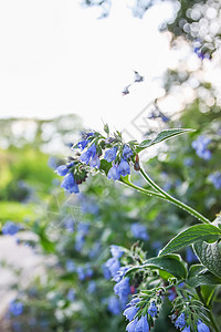 公园中的蓝夏花花瓣荒野森林昆虫金光植物雪花植物群花园白带图片