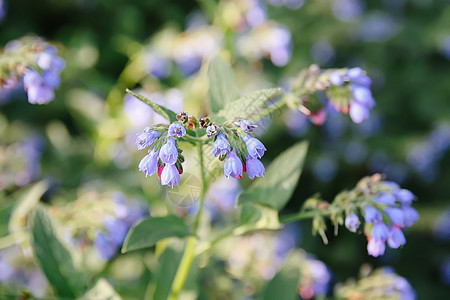 公园中的蓝夏花紫色叶子植物群森林白带草地野花团体蓝色植物图片
