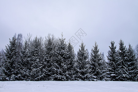 冬季寒冷的雪覆盖了卷木 东欧季节性自然童话旅行环境荒野降雪树木公园风暴云杉天气图片