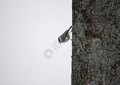 欧亚在木材上的坚果灰色爪子唱歌尾巴羽毛翅膀图片