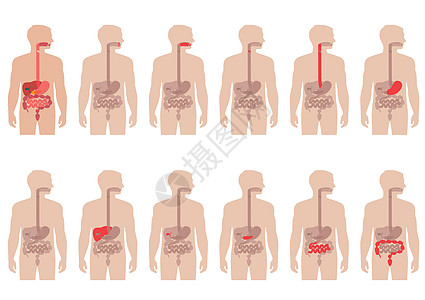 人体解剖学消化系统身体胆囊科学冒号图表消化胰腺食管医疗附录图片