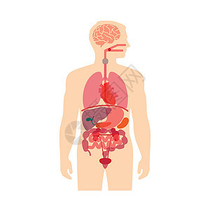人体解剖学膀胱直肠消化图表躯干身体生物学胰腺插图医疗图片