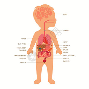 儿童身体解剖胰腺科学药品教育健康膀胱生物学孩子医疗胆囊图片