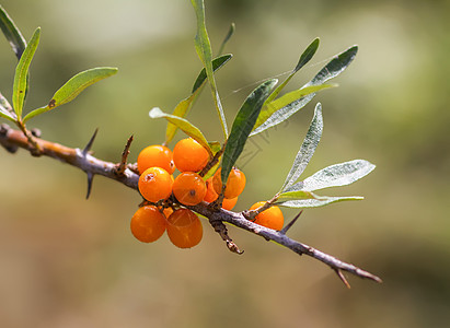 秋天公园的橙色海鲜浆果分店 季节性白莓收成花园蔬菜衬套农业宏观季节生长食物植物收获图片