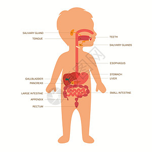 小儿消化解剖图片
