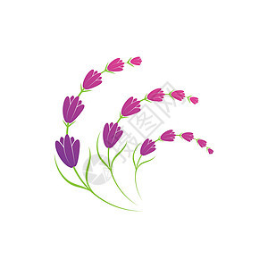 薰衣草花标志符号模板疗法叶子徽章标签芳香化妆品花园紫色头发花束图片