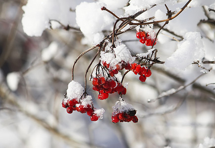 下雪时的比伯南红莓图片