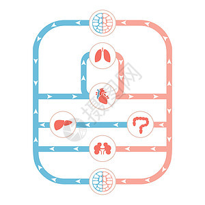 循环系统人体血液动脉静脉主动脉插图男性科学药品身体解剖学器官中庭图片