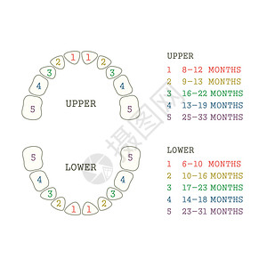 婴儿牙炭门牙解剖学药品白色插图牛奶医疗出牙期凹痕艺术图片
