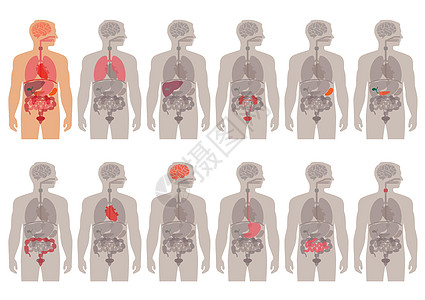 车系统人体解剖器官插画