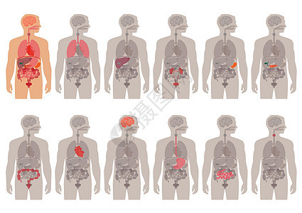 人体解剖器官图片