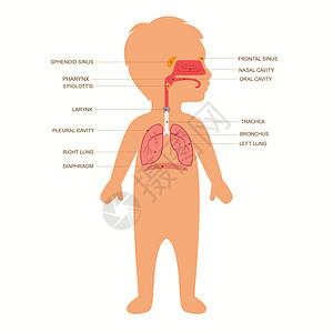 呼吸系统解剖学卫生鼻子支气管教育气管孩子们隔膜男生科学卡通片图片