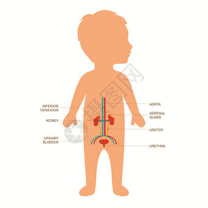 儿童泌尿系统解剖图片