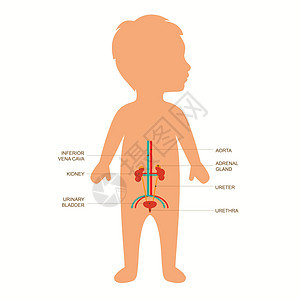 儿童泌尿系统解剖图片