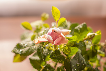 玫瑰花的家居装饰 花盆里的装饰植物铭文静物花瓶植物学叶子桌子生态店铺季节植物群图片