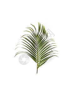 白底棕榈树绿单叶图片