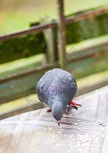 有趣的小鸽鸟在户外吃滚动燕麦翅膀照片栖息城市石头羽毛食物野生动物眼睛动物图片