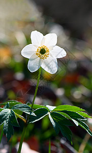 维斯特尔花朵绿色水平花瓣花园季节季节性白色春花生长植物学图片